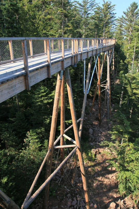 Baumwipfelpfad Schwarzwald