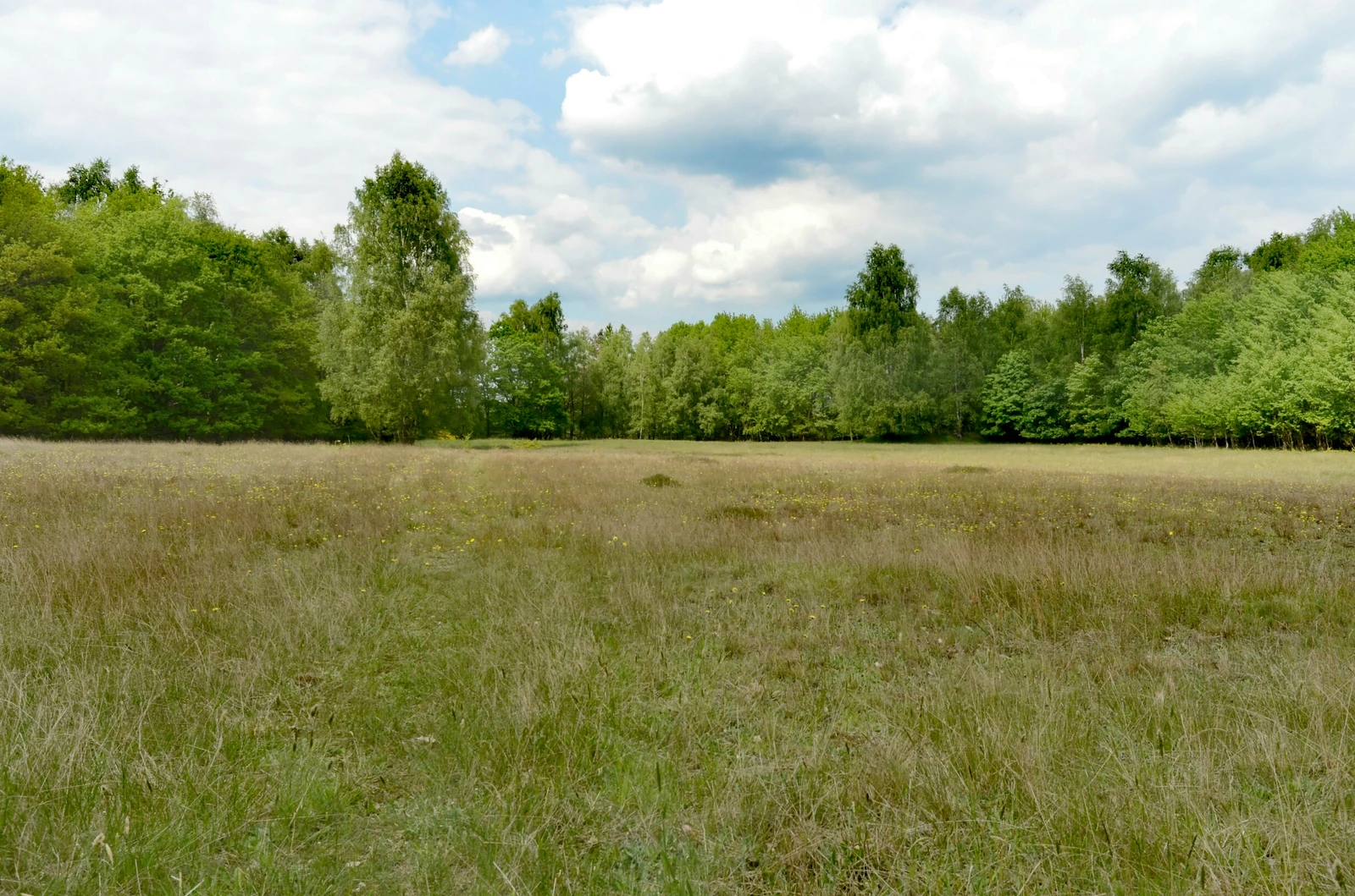 Naturschutzgebiet "GRönauer Heide, Grönauer Moor und Blankensee"
