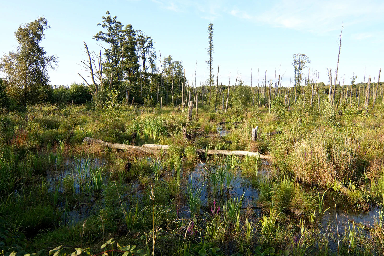 Lahrer Moor