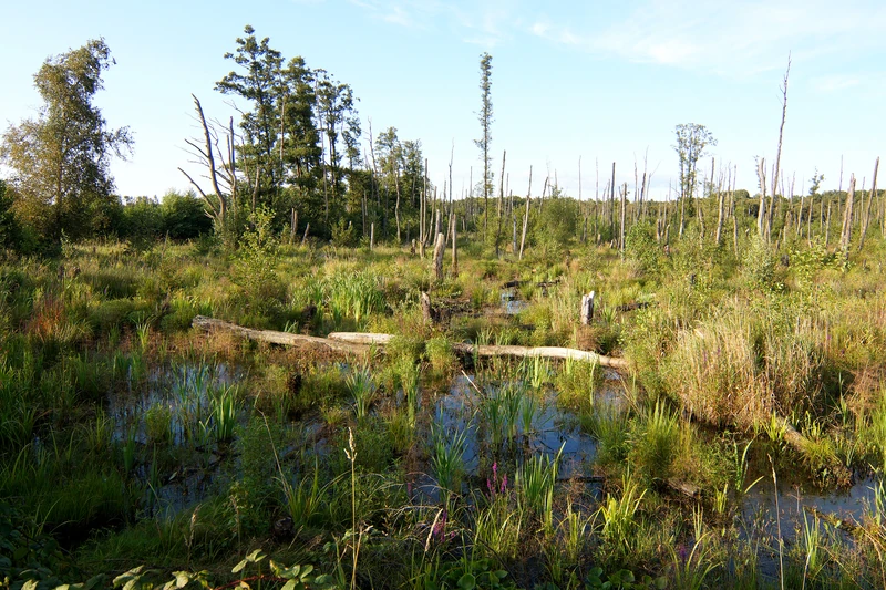Lahrer Moor