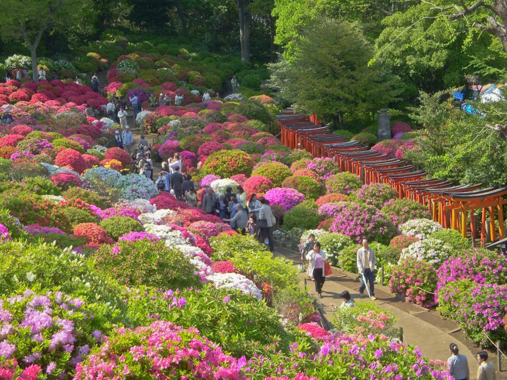 Rhododendronpark