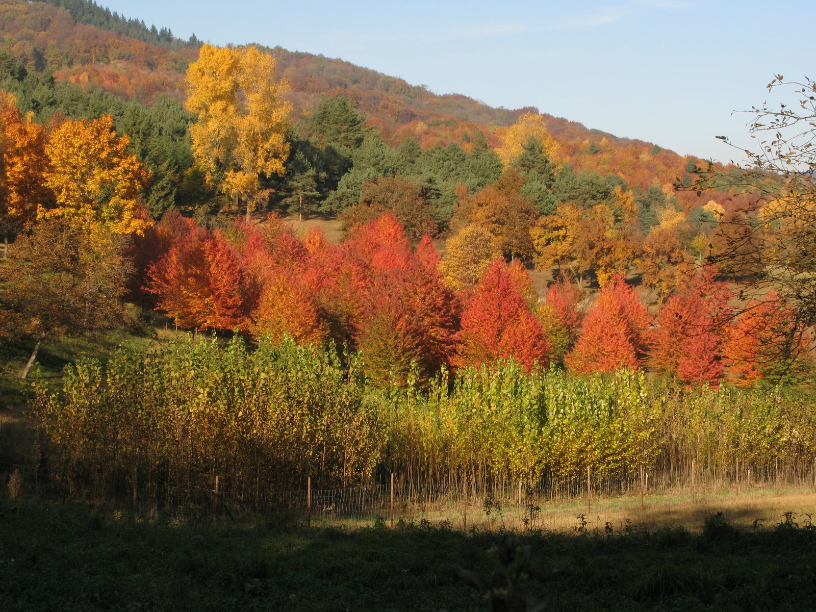 Arboretum Liliental