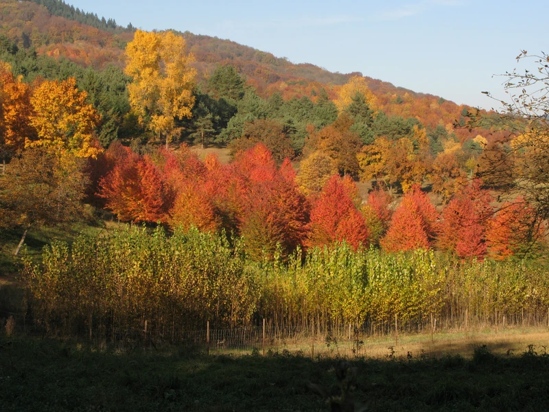Arboretum Liliental
