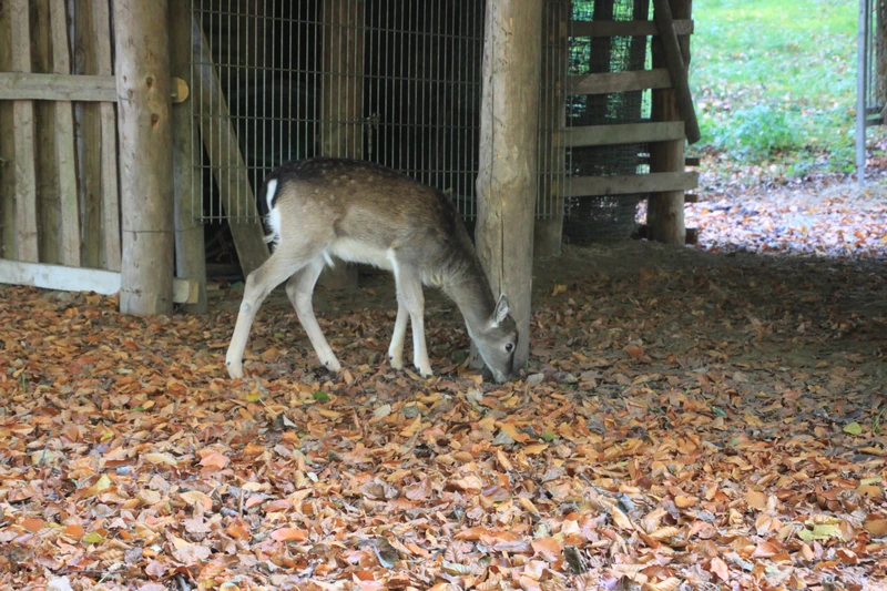Wildpark Malente
