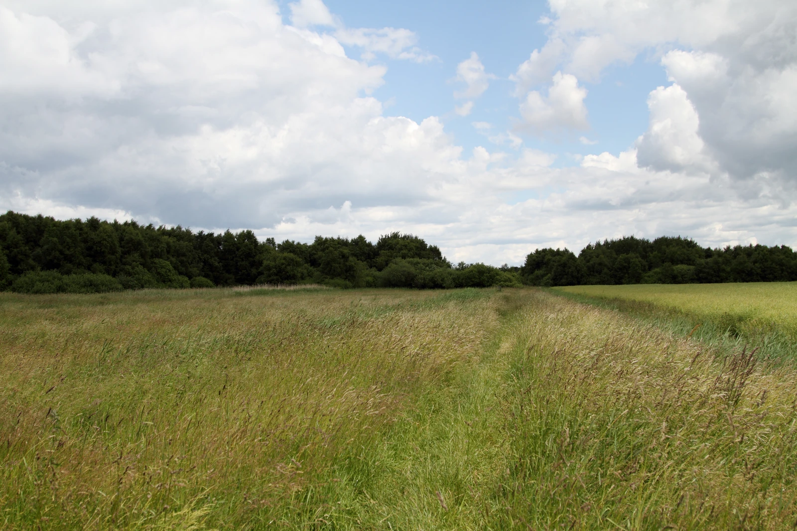 Naturschutzgebiet „Weißes Moor“